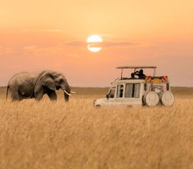 97 Día Safari Privado por lo Mejor de Tanzania: Experiencia de la Migración de Ñus en el Serengeti - Photo 1