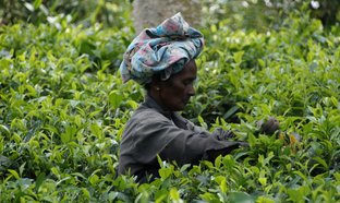 Nuwara Eliya Retraites en Reizen