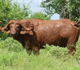 114 jours en stage de safari à travers Tsavo Est, Amboseli et Tsavo Ouest au Kenya - Photo 1