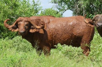 4-Daagse Safari Expeditie door Tsavo East, Amboseli en Tsavo West in Kenia