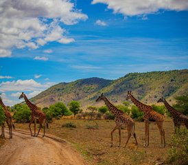 7 días de safari de la Gran Migración en Tanzania en Tarangire, Serengeti y el cráter del Ngorongoro - Photo 2