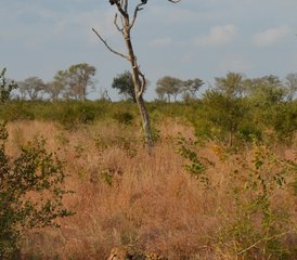 3 Tage Serengeti-Nationalpark und Ngorongoro-Krater Safari in Tansania - Photo 5