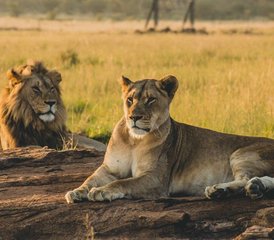 6 Day Mid-Range Safari in Tarangire, Serengeti, and Ngorongoro Crater in Tanzania - Photo 2