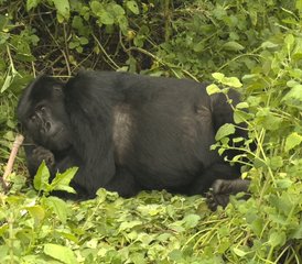 3-Daagse Oeganda Gorilla en Rwanda Gouden Aap Safari Tour - Photo 4