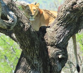 5 jours safari rêve d’astronome au Serengeti, Ngorongoro et Tarangire, Tanzanie - Photo 2