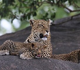 112 Tage Luxus-Hochzeitsreise Safari und Zanzibar-Flucht in Tansania - Photo 1