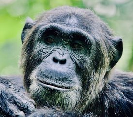 52 Day Chimpanzee Tracking Holiday in Uganda - Photo 1