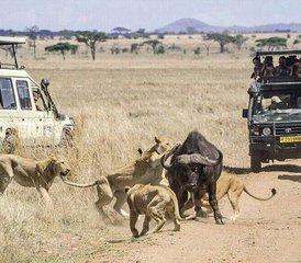 95-Daagse Beste Van Noord-Tanzania Adembenemende Safari - Photo 1
