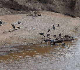 3 Day Masai Mara Safari: Experience Africa's Wild Beauty in Kenya - Photo 4