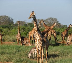 54 jours en stage de safari à Amboseli, Tsavo West et Tsavo East, Kenya - Photo 1