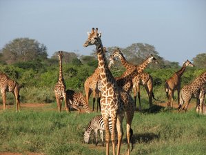 4 Day Amboseli, Tsavo West, and Tsavo East Safari in Kenya