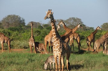 4-Daagse Safari in Amboseli, Tsavo West en Tsavo East, Kenia