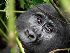 15 Tage Uganda Gorillas, Schimpansen und Wildtier-Safari