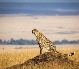 4 Day Great Migration Safari with Camping in Masai Mara, Kenya - Photo 4