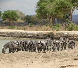 3 jours en stage de safari dans le parc national de Mikumi, Tanzanie - Photo 5