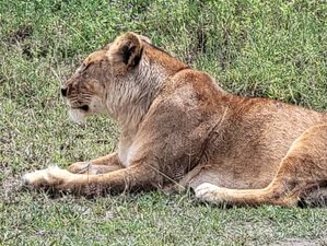 5 Day Comfort Safari Experience in Tanzania