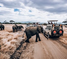 47 días de safari familiar perfecto por Tanzania en los parques nacionales de Tarangire y Serengeti y el cráter de Ngorongoro - Photo 1