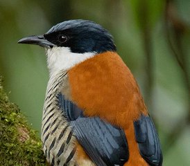 316 días de tour privado de observación de aves en el Parque Nacional de Bardia, las selvas de Chitwan y Nawalpur, y más - Photo 1