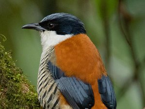 16 jours circuit ornithologique privé Bardia, Chitwan, Nawalpur et jungles, Népal