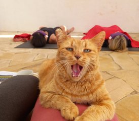 5 Day Bed and Breakfast Yoga Holiday in Ibiza, Spain - Photo 3