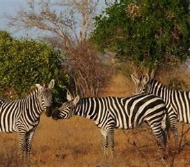 2-Daagse Safari in Tsavo East en Tsavo West Nationale Parken in Kenia - Photo 5