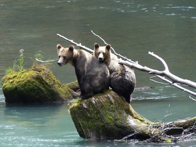 3 Day Exciting Grizzly Bears Watching Experience in Powell River