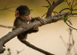 Chobe-Nationalpark Retreats und Reisen