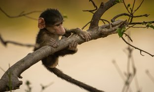Chobe-Nationalpark Retreats und Reisen