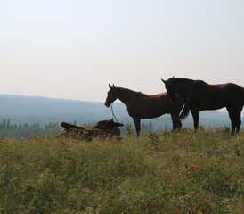 2 Day Greenhorn Package: Beginners Horse Riding Getaway in Rossburn, Manitoba, Canada - Photo 5