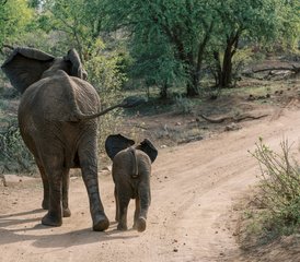 8 días de retiro de safari y yoga en Sudáfrica para recuperar tu esencia salvaje y rediseñar tu vida - Photo 4
