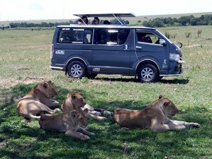 3 días de safari de acampada en Maasai Mara, Kenia
