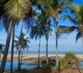 7 jours en retraite de yoga et d’ayurvéda au Kerala, Inde - Photo 2
