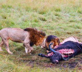 9-Daagse Privésafari in Tanzania: De Grote Gnoe-migratie - Kalfseizoen in Lake Ndutu - Photo 5