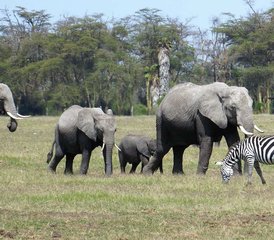 52-Daagse Safari Expeditie met SGR Treinavontuur in Kenia - Photo 1