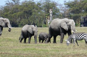 2-Daagse Safari Expeditie met SGR Treinavontuur in Kenia