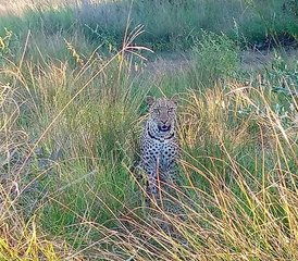 4 Tage Günstige Safari im Kafue-Nationalpark, Sambia - Photo 2