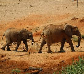 2 Tage Taita-Hills- und Salt-Lick-Safari-Tour ab Diani Beach, Kenia - Photo 3