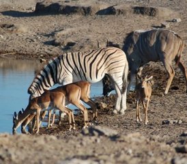 518 jours safari d’aventure en Namibie, au Botswana et au Zimbabwe, Afrique australe - Photo 1