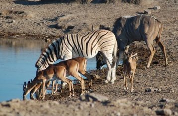 18 días de safari de aventura en Namibia, Botsuana y Zimbabue