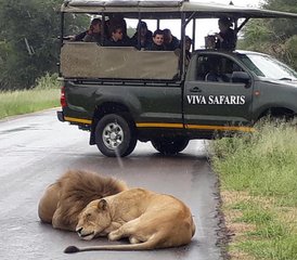 86 Day Classic Safari in Balule Nature Reserve and Kruger National Park, South Africa - Photo 1