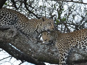 6 Day Safari in Amboseli, Lake Nakuru and Maasai Mara in Kenya