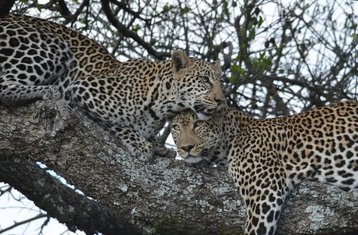 6 Day Safari in Amboseli, Lake Nakuru and Maasai Mara in Kenya