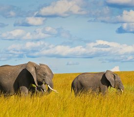 2 jours safari aventure en Tanzanie au parc national de Tarangire et au cratère du Ngorongoro - Photo 3