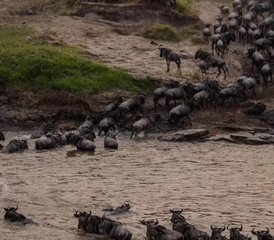 27 jours expérience unique de safari de la migration des gnous avec traversée de la rivière Mara, Tanzanie - Photo 1