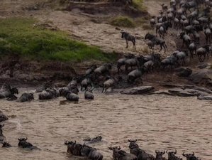 7 Tage Einzigartiges Gnu-Migrations- und Mara-Flussüberquerungs-Safari-Erlebnis in Tansania