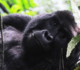 3 Tage Gorilla Trek und Kulturreise in Kigali, Uganda - Photo 2