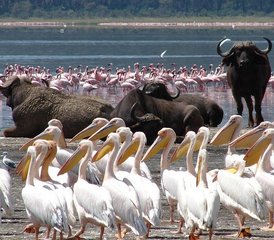 2-Daagse Begeleide Flamingosafari naar Lake Bogoria en Lake Nakuru vanuit Nairobi, Kenia - Photo 2