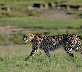 108 días de safari económico en grupo por Masái Mara, lago Nakuru, Naivasha, Hell's Gate y Amboseli, Kenia - Photo 1