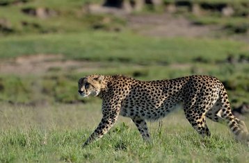 8 días de safari económico en grupo por Masái Mara, lago Nakuru, Naivasha, Hell's Gate y Amboseli, Kenia