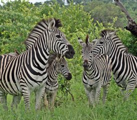 5-Daagse Luxe Safari Om De ‘big Five’ Te Ontdekken in Het Kruger National Park, Zuid-Afrika - Photo 5